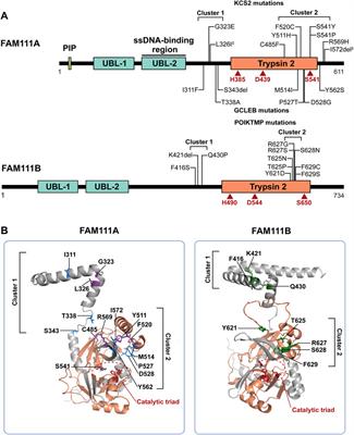 Functions and evolution of FAM111 serine proteases